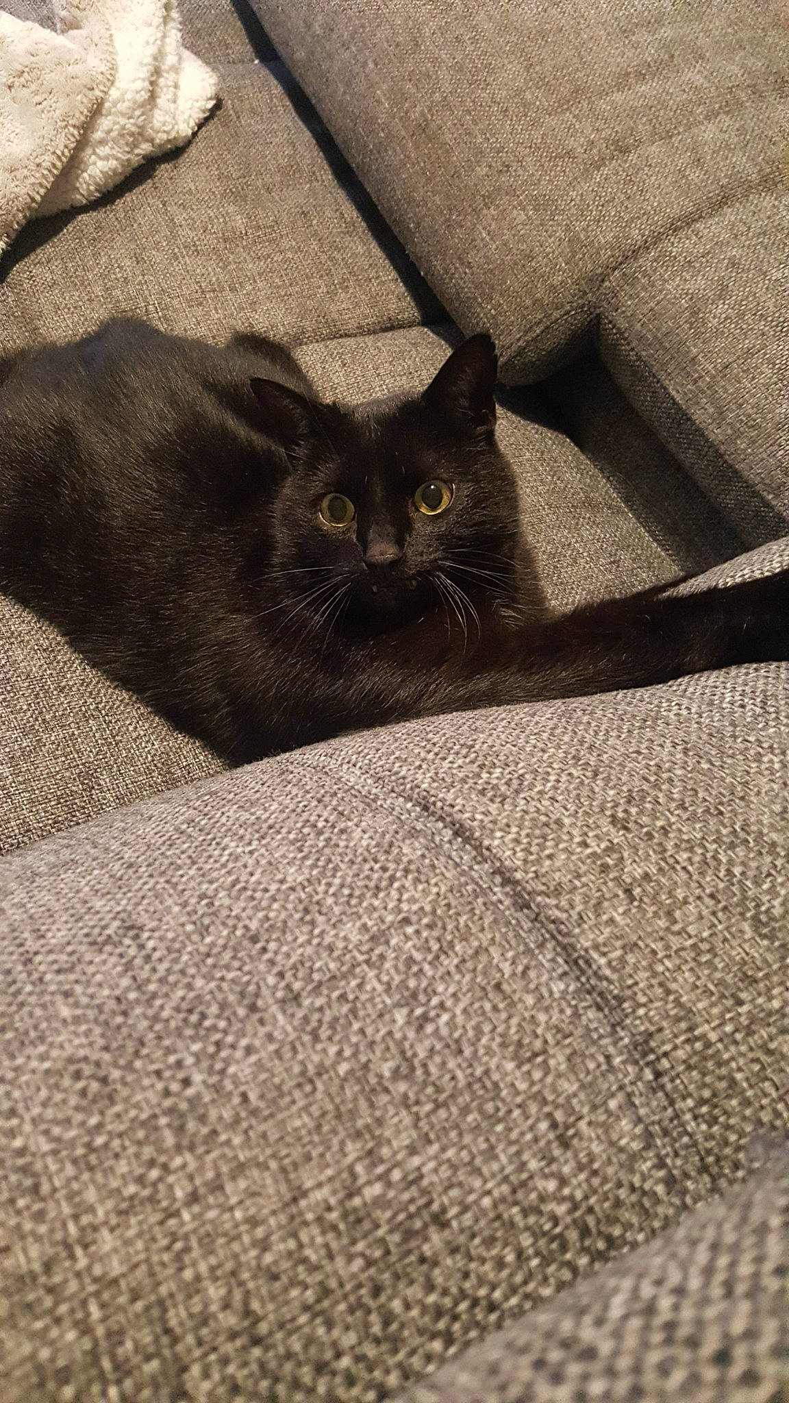 Iam participe au concours pour gagner de l'argent avec cette photo : asian, black, black_and_white, black_cat, british_shorthair, burmese, carnivore, cat, chartreux, domestic_short_haired_cat, european_shorthair, felidae, fur, kitten, korat, nebelung, russian_blue, small_to_medium_sized_cats, whiskers