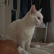 Mimi a rejoint le concours — aidez-le/la à gagner de superbes lots ! cat, white_cat, indoor, bed, blanket, wardrobe, clothes, furniture, pet, animal, domestic, cozy, resting, side_view, human_arm, relaxed, soft_light, home, curiosity, quiet