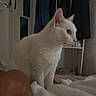 cat, white_cat, indoor, bed, blanket, wardrobe, clothes, furniture, pet, animal, domestic, cozy, resting, side_view, human_arm, relaxed, soft_light, home, curiosity, quiet