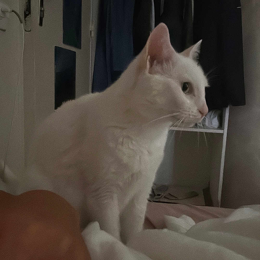 Mimi a rejoint le concours — aidez-le/la à gagner de superbes lots ! cat, white_cat, indoor, bed, blanket, wardrobe, clothes, furniture, pet, animal, domestic, cozy, resting, side_view, human_arm, relaxed, soft_light, home, curiosity, quiet