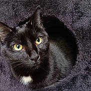 Zoro a rejoint le concours — aidez-le/la à gagner de superbes lots ! cat, black_cat, yellow_eyes, fur, whiskers, pet, animal, cozy, hideaway, circle, curious, portrait, indoor, closeup, feline, cute, soft_texture, white_patch, resting, looking