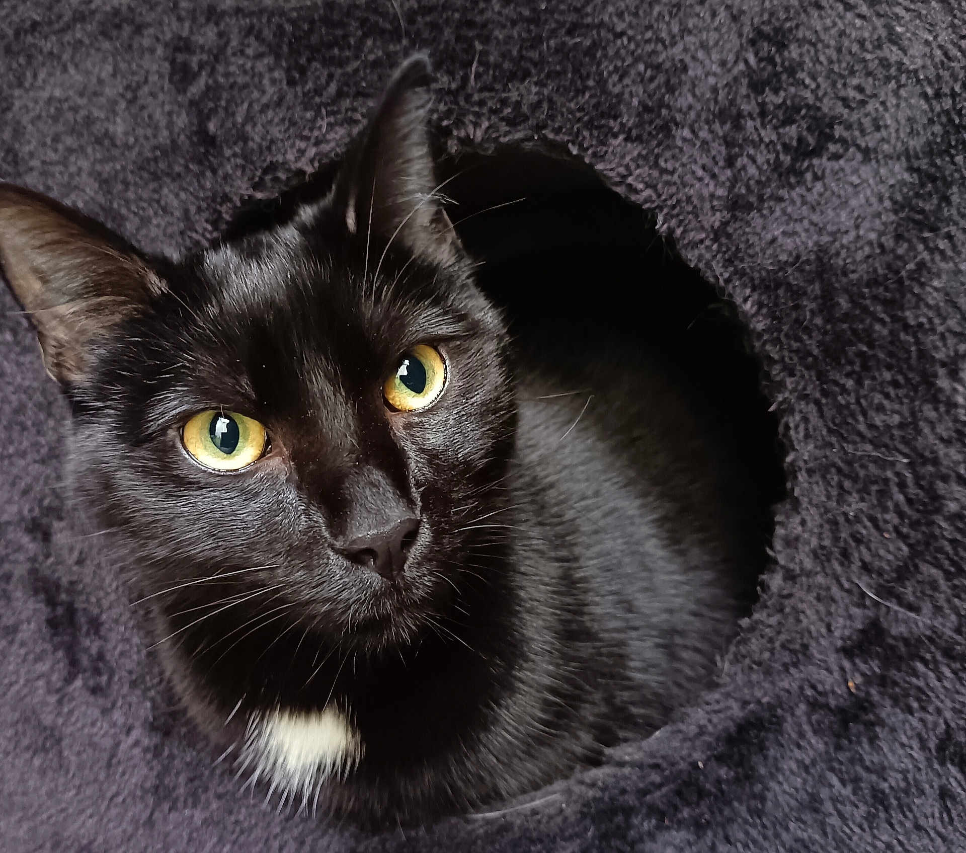 Zoro a rejoint le concours — aidez-le/la à gagner de superbes lots ! cat, black_cat, yellow_eyes, fur, whiskers, pet, animal, cozy, hideaway, circle, curious, portrait, indoor, closeup, feline, cute, soft_texture, white_patch, resting, looking