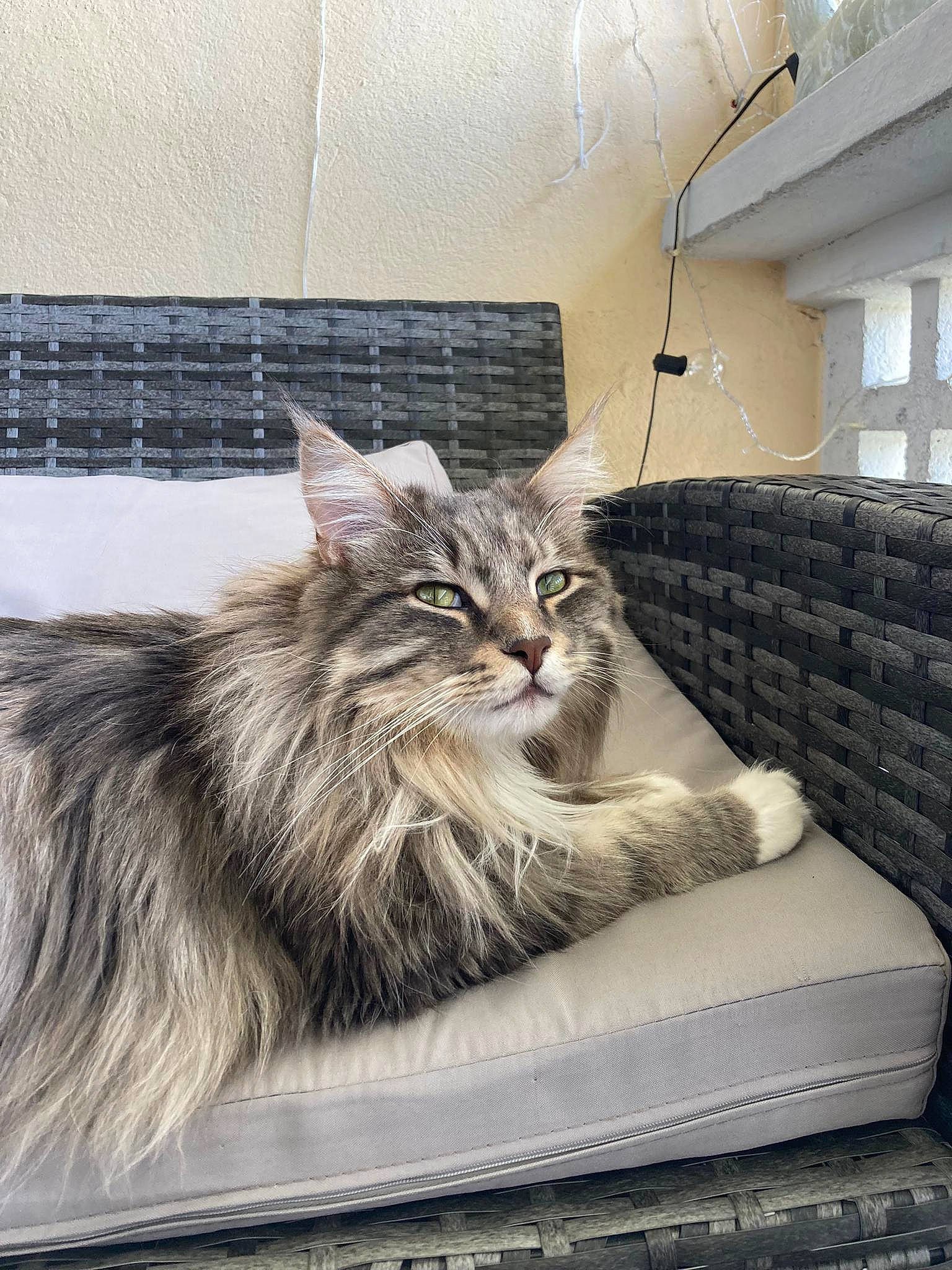 Rico participe au concours pour gagner de l'argent avec cette photo : carnivore, cat, claw, comfort, couch, domestic_short_haired_cat, felidae, flooring, fur, grey, maine_coon, plant, sitting, small_to_medium_sized_cats, snout, tail, terrestrial_animal, tree, whiskers, window