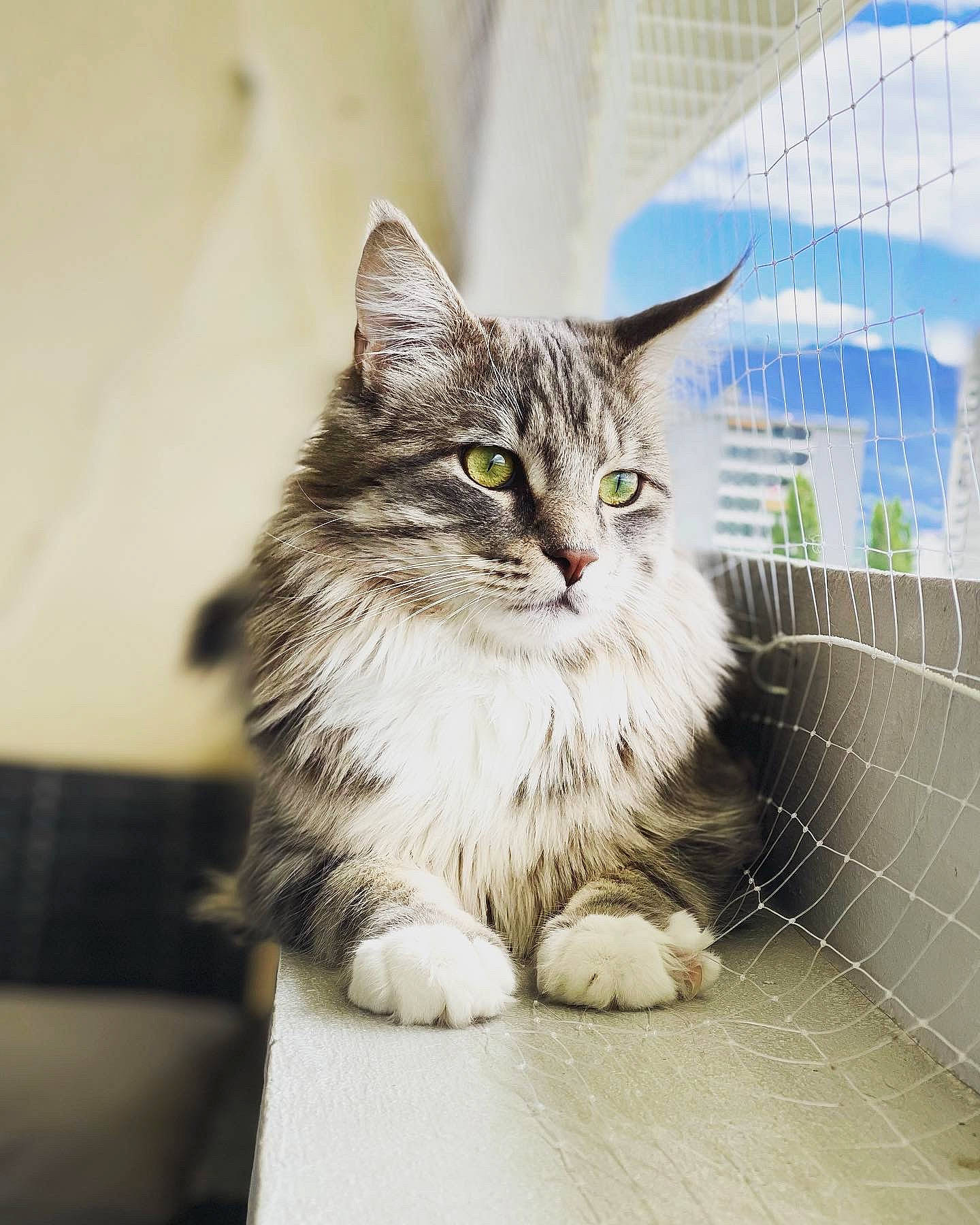 Rico participe au concours pour gagner de l'argent avec cette photo : carnivore, cat, claw, domestic_short_haired_cat, felidae, fur, grass, maine_coon, mesh, monochrome_photography, paw, plant, sitting, small_to_medium_sized_cats, snout, tail, terrestrial_animal, whiskers, wildlife, window