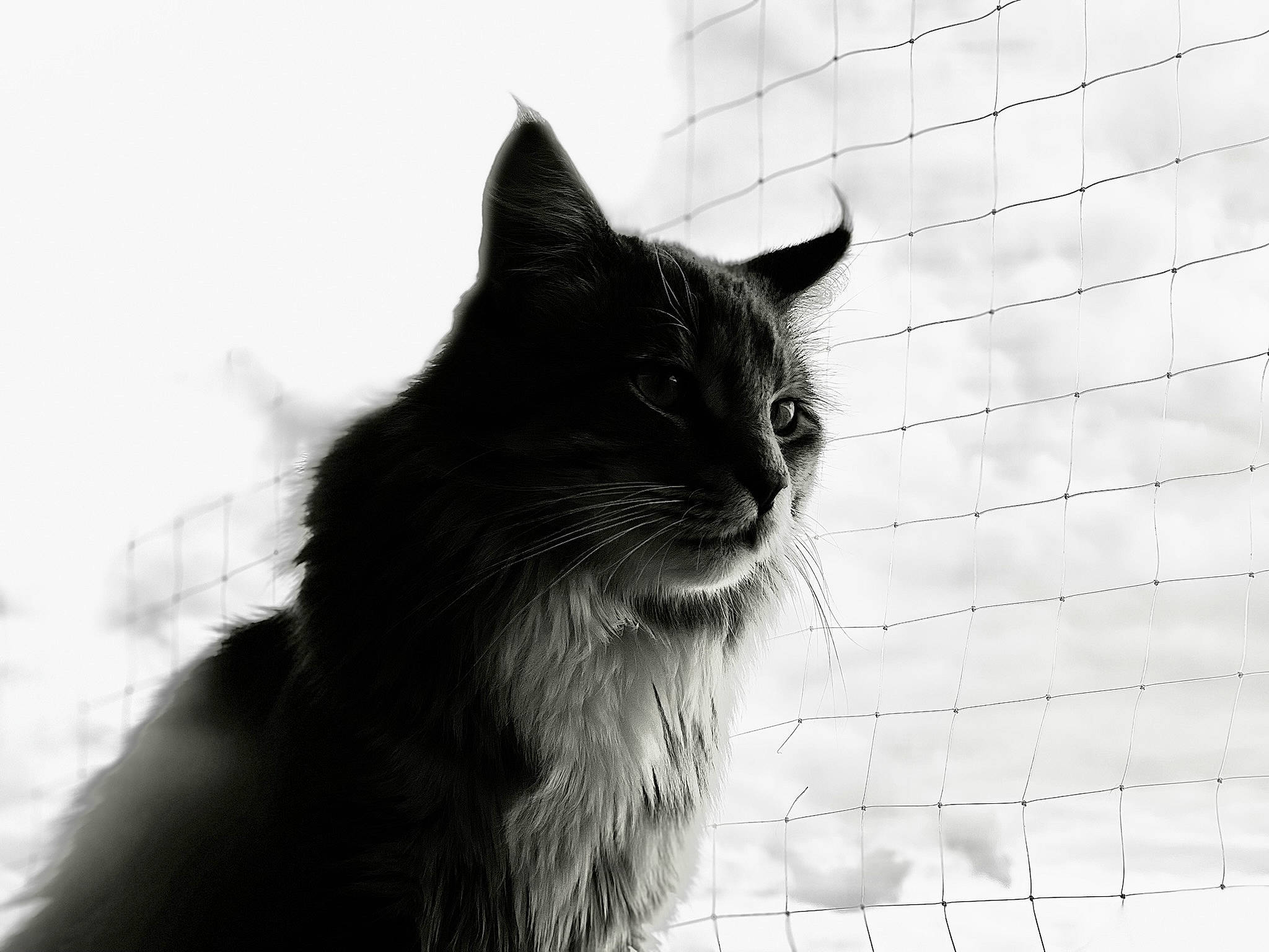 Rico a rejoint le concours — aidez-le/la à gagner de superbes lots ! black_and_white, black_cat, bombay, carnivore, cat, domestic_short_haired_cat, felidae, fur, grey, mammal, monochrome, monochrome_photography, small_to_medium_sized_cats, snout, style, tail, tree, whiskers, wildlife, window