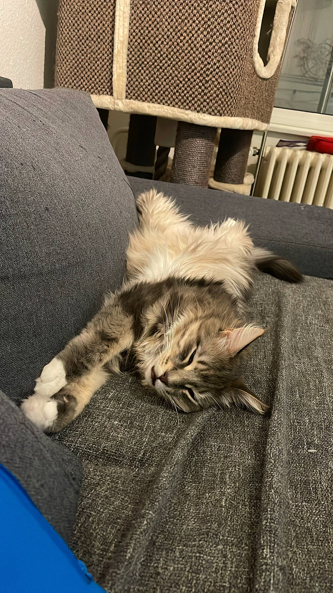 Rico a rejoint le concours — aidez-le/la à gagner de superbes lots ! bedding, carnivore, cat, comfort, couch, domestic_short_haired_cat, felidae, flooring, fur, grey, hardwood, linens, living_room, nap, paw, sitting, small_to_medium_sized_cats, tail, whiskers, wood