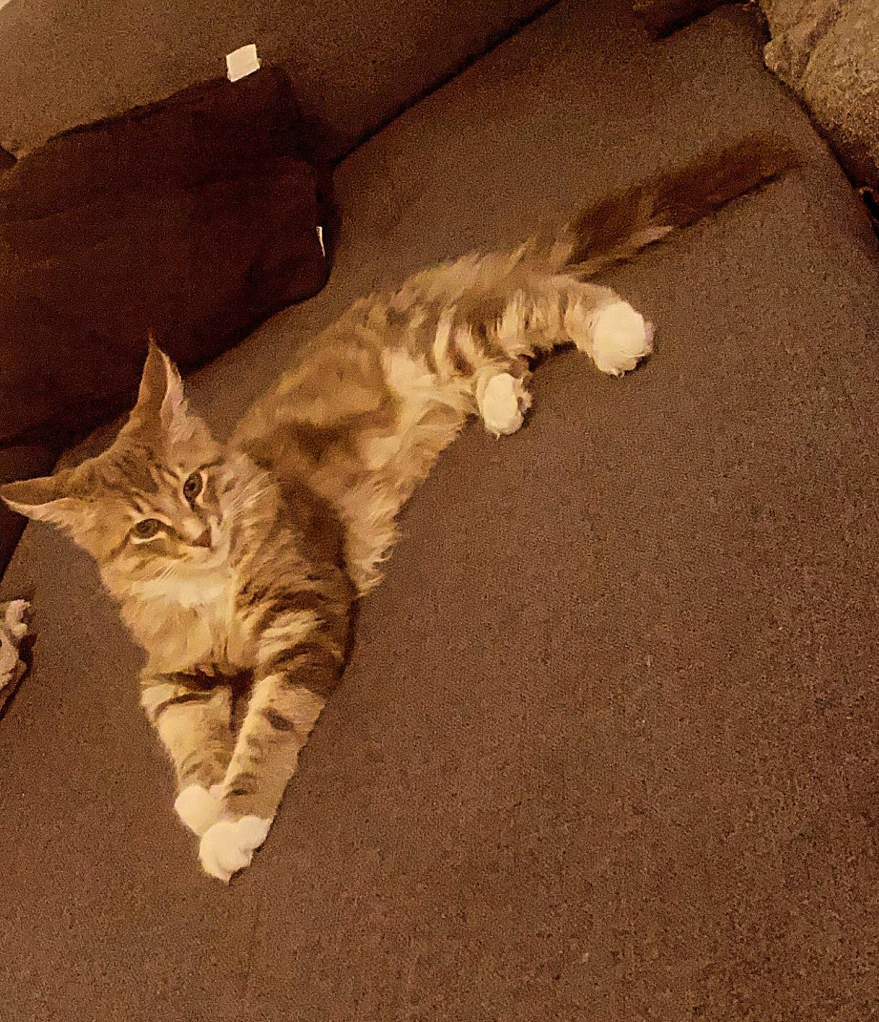 Rico participe au concours pour gagner de l'argent avec cette photo : bed, box, carnivore, cat, comfort, couch, domestic_short_haired_cat, fawn, felidae, flooring, fur, hardwood, linens, nap, paw, shipping_box, small_to_medium_sized_cats, tail, whiskers, wood