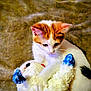 kitten, cat, stuffed_toy, toy, carpet, orange_and_white, pet, animal, cute, feline, indoor, playing, soft_focus, young_cat, fur, whiskers, ears, paws, cuddly, background