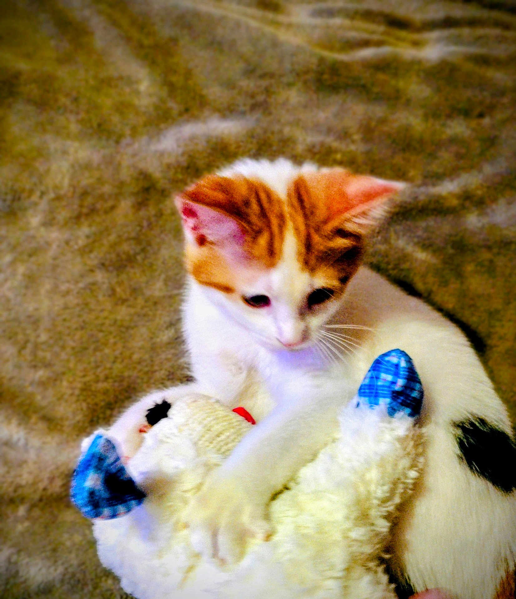 Calli joined the competition — help win amazing prizes! kitten, cat, stuffed_toy, toy, carpet, orange_and_white, pet, animal, cute, feline, indoor, playing, soft_focus, young_cat, fur, whiskers, ears, paws, cuddly, background
