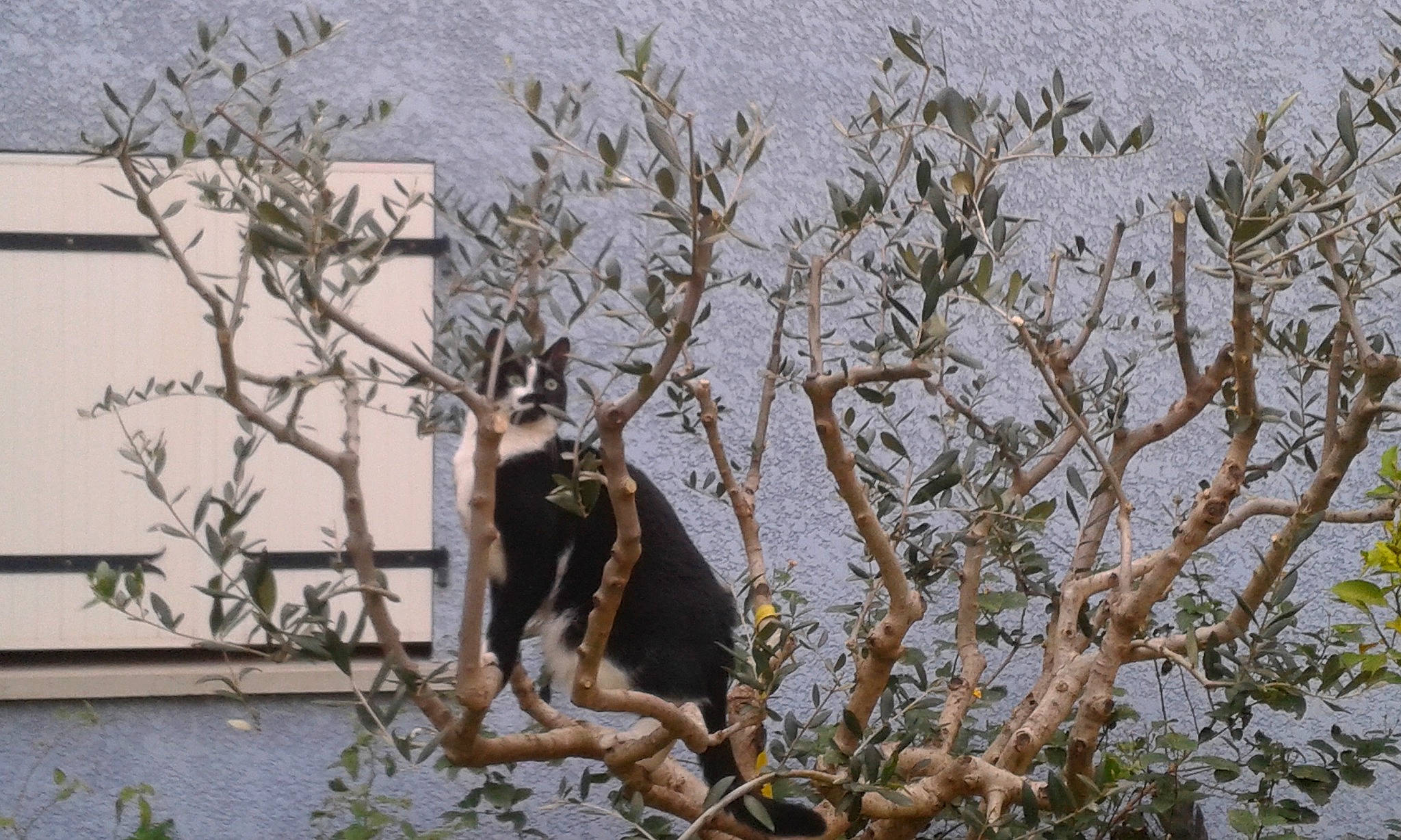 Hippy participe au concours pour gagner de l'argent avec cette photo : adaptation, branch, plant, tree, twig, wildlife, woody_plant