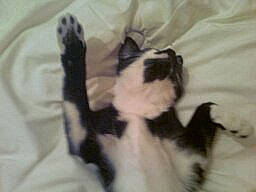 Hippy participe au concours pour gagner de l'argent avec cette photo : canidae, carnivore, cat, dog_breed, felidae, kitten, norwegian_forest_cat, paw, polydactyl_cat, small_to_medium_sized_cats, tail, whiskers