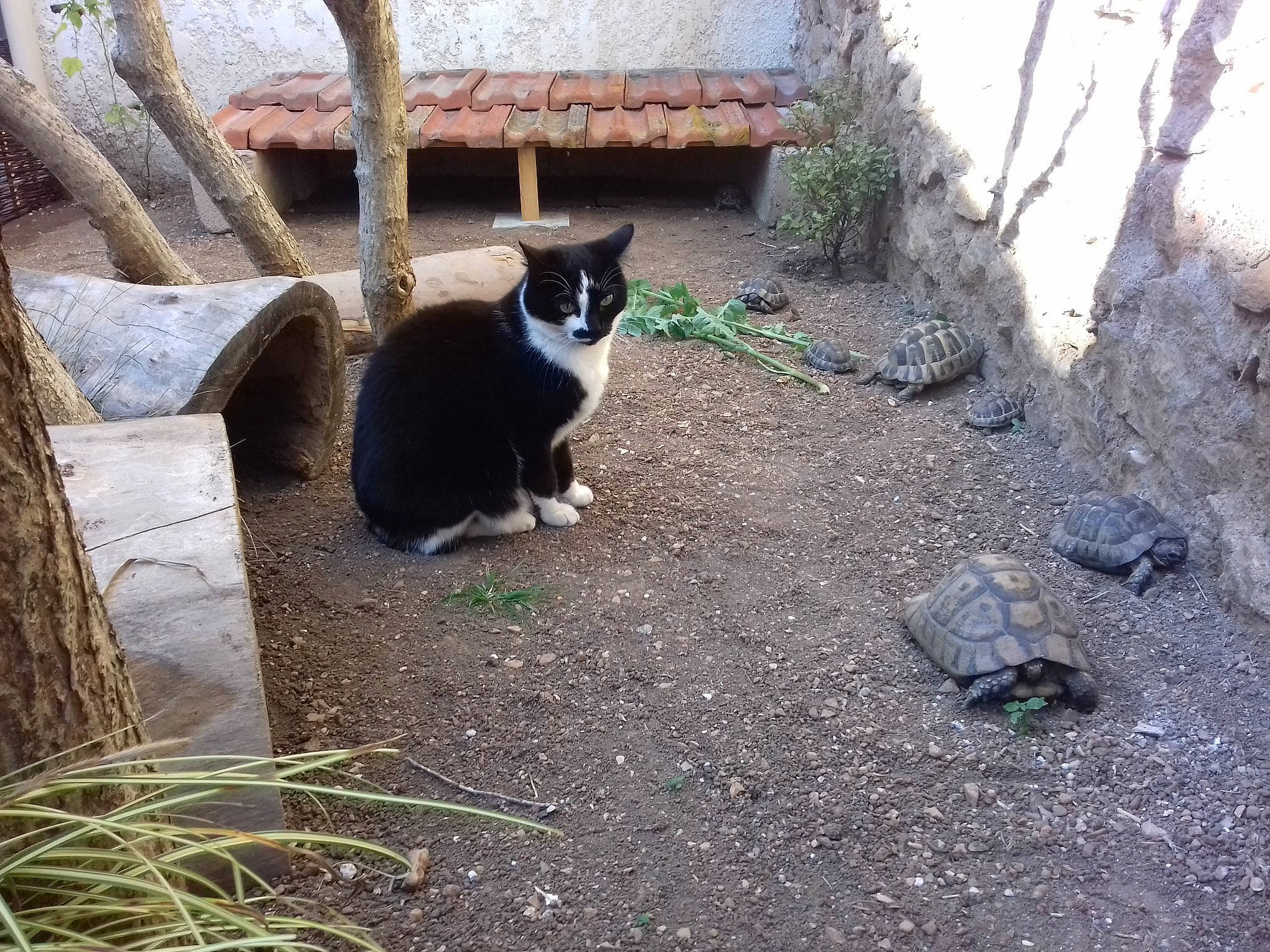 Hippy a rejoint le concours — aidez-le/la à gagner de superbes lots ! black_cat, carnivore, cat, domestic_short_haired_cat, felidae, grass, plant, polydactyl_cat, small_to_medium_sized_cats, tail, tree, whiskers