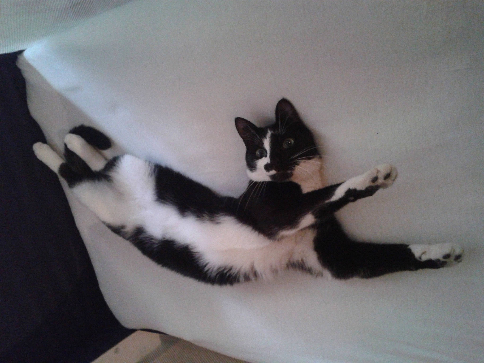 Hippy participe au concours pour gagner de l'argent avec cette photo : aegean_cat, american_wirehair, black_and_white, carnivore, cat, domestic_short_haired_cat, felidae, fur, kitten, leg, polydactyl_cat, small_to_medium_sized_cats, tail, whiskers