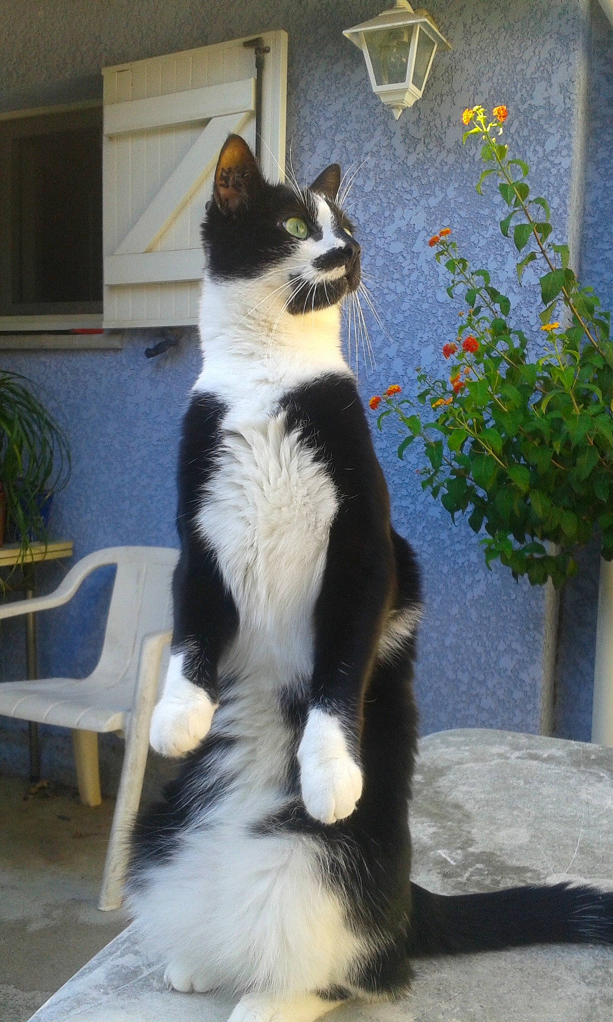 Hippy participe au concours pour gagner de l'argent avec cette photo : aegean_cat, american_wirehair, black_and_white, carnivore, cat, domestic_short_haired_cat, felidae, fur, japanese_bobtail, kitten, mammal, polydactyl_cat, sitting, small_to_medium_sized_cats, tail, whiskers, window