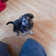 Titus is registered to the contest to win money with this photo: adorable, animal, canine, companion, cute, dog, domestic_animal, floor, fur, home, indoor, jeans, legs, looking_up, pet, puppy, red_cloth, small_dog, wooden_floor, young_dog