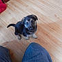 adorable, animal, canine, companion, cute, dog, domestic_animal, floor, fur, home, indoor, jeans, legs, looking_up, pet, puppy, red_cloth, small_dog, wooden_floor, young_dog