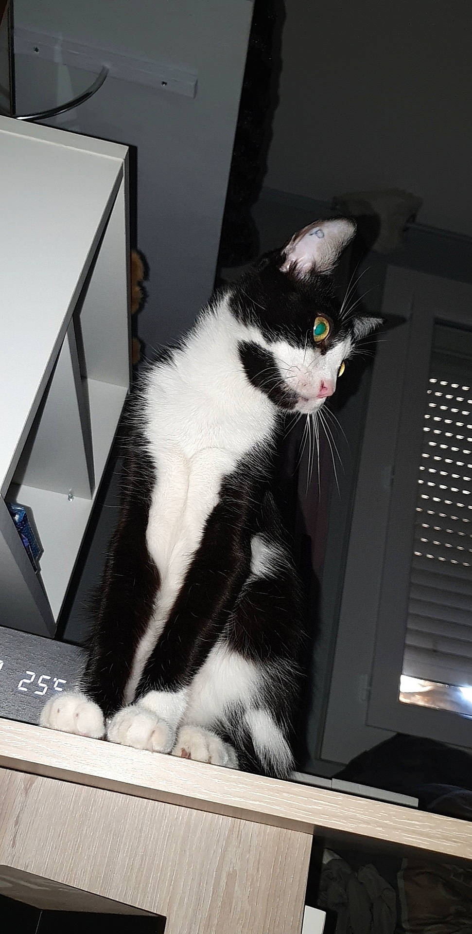 Chausette participe au concours pour gagner de l'argent avec cette photo : aegean_cat, american_wirehair, black_and_white, carnivore, cat, domestic_short_haired_cat, felidae, fur, polydactyl_cat, small_to_medium_sized_cats, snout, tail, whiskers