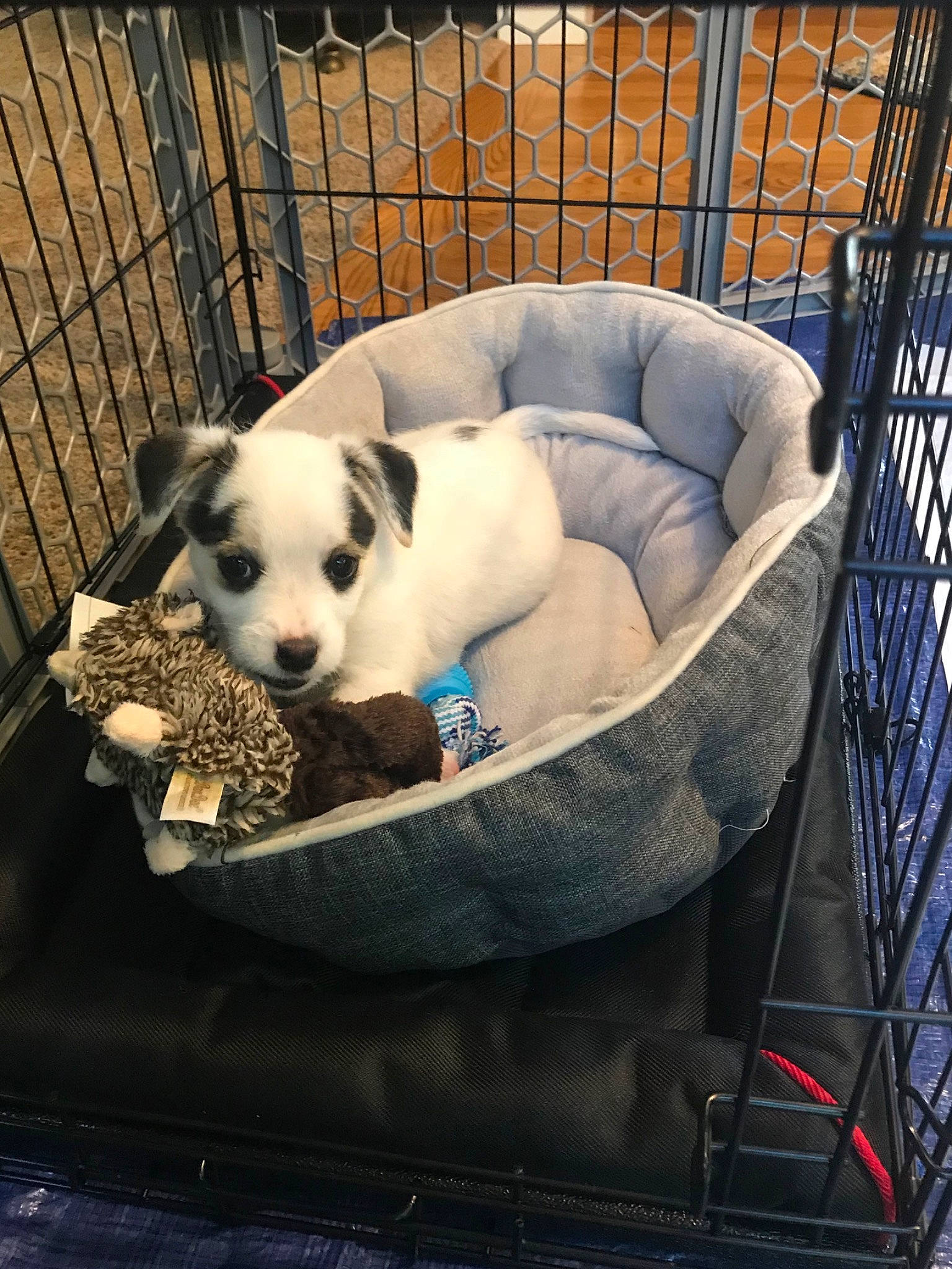 Dunkin joined the competition — help win amazing prizes! animal_shelter, canidae, carnivore, companion_dog, dog, dog_breed, dog_supply, jack_russell_terrier, kennel, mammal, pet_supply, puppy, russell_terrier, sporting_group