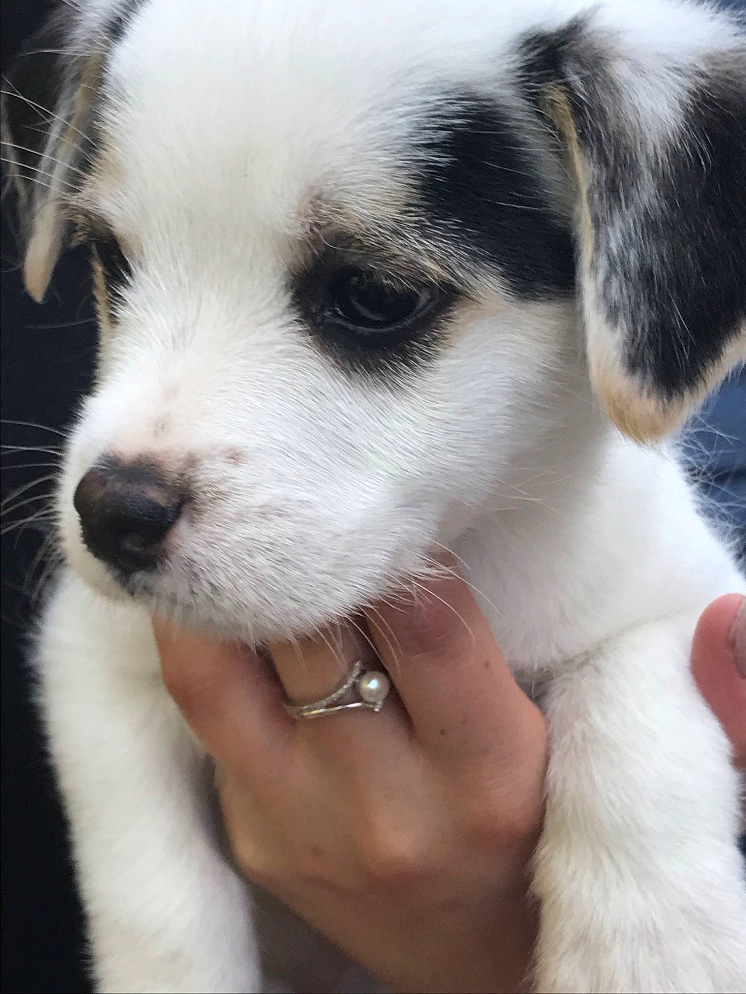 Dunkin is registered to the contest to win money with this photo: canidae, carnivore, chilean_fox_terrier, companion_dog, danish_swedish_farmdog, dog, dog_breed, mammal, nose, parson_russell_terrier, puppy, puppy_love, rare_breed_dog, ratonero_bodeguero_andaluz, russell_terrier, snout, vertebrate