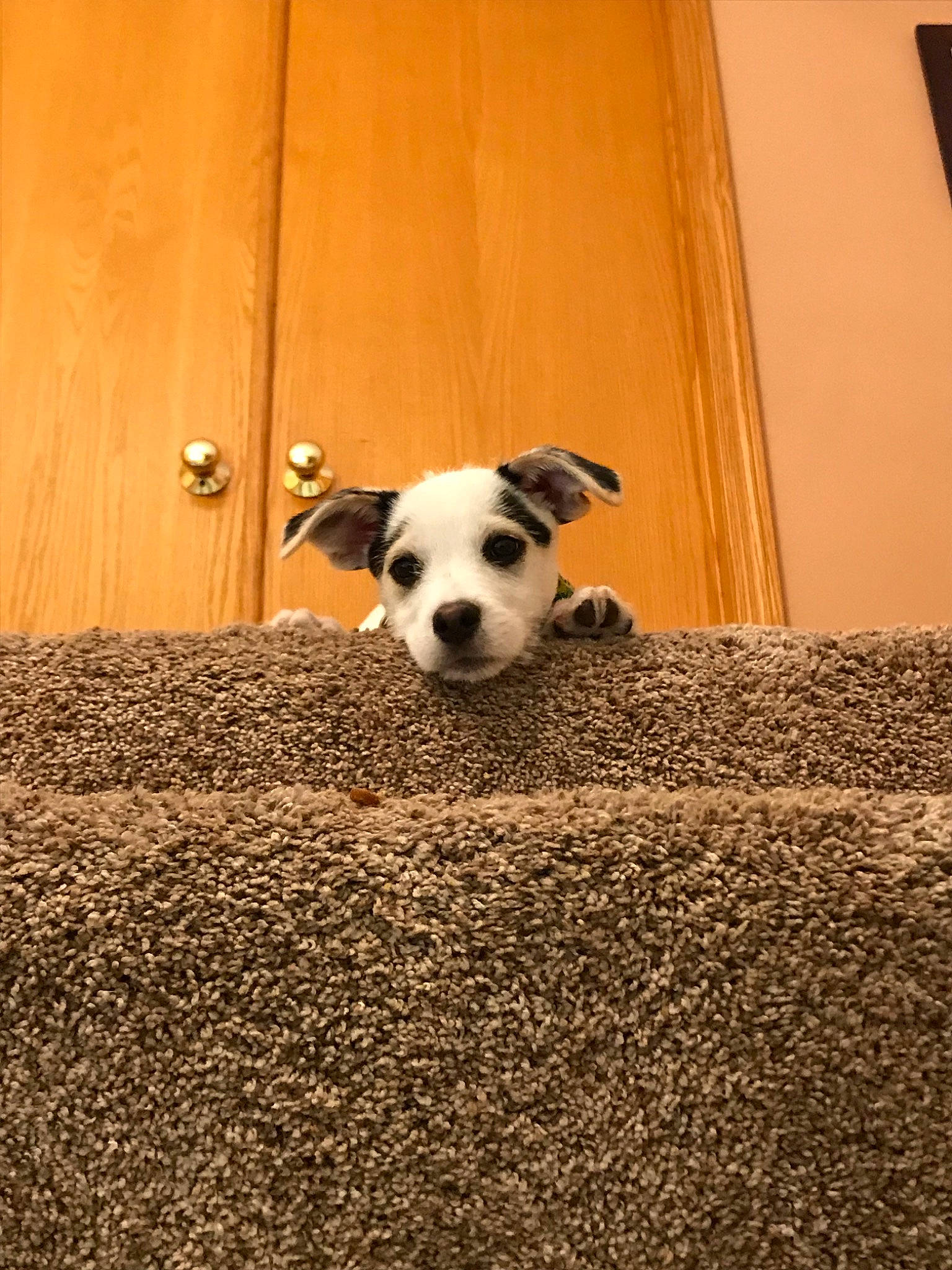 Dunkin joined the competition — help win amazing prizes! canidae, carnivore, companion_dog, dog, dog_breed, fawn, mammal, non_sporting_group, puppy, snout, vertebrate