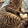 animal, cat, closeup, comfort, cozy, cute, fur, indoor, jeans, lap, paws, person, pet, relaxed, rest, sleeping, striped, tabby, tail, whiskers