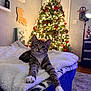 Ren joined the competition — help win amazing prizes! animal, blanket, cat, christmas_tree, couch, cozy, decorations, floor, furniture, holiday, home, indoor, kitten, lights, pet, relaxed, soft, stretching, tabby, warm_lighting