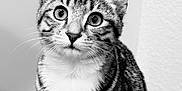 Ren is registered to the contest to win money with this photo: animal, black_and_white, cat, closeup, curious, cute, domestic, eyes, face, feline, fur, indoor, kitten, mammal, pet, portrait, sitting, tabby, whiskers, young