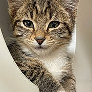 Ren joined the competition — help win amazing prizes! animal, cat, close_up, cozy, curious, cute, ears, face, fur, indoor, kitten, mammal, paw, pet, relaxed, resting, soft, tabby, whiskers, young