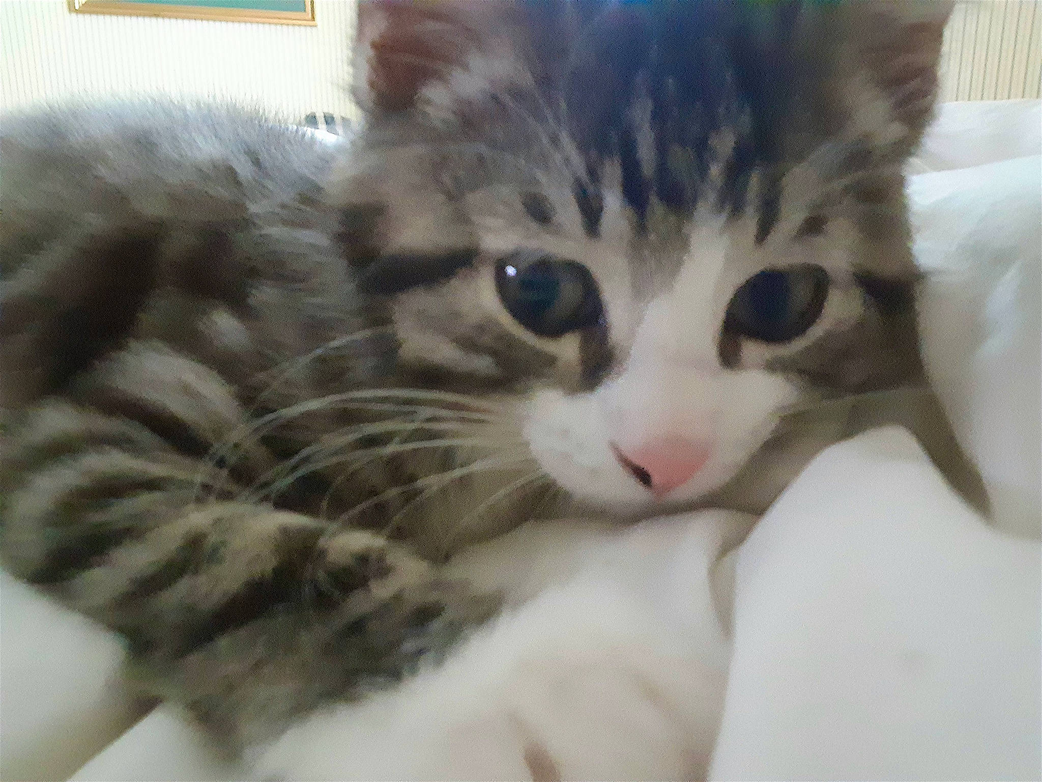 Prince joined the competition — help win amazing prizes! bed, carnivore, cat, claw, comfort, domestic_short_haired_cat, fawn, felidae, fur, paw, small_to_medium_sized_cats, snout, whiskers, window