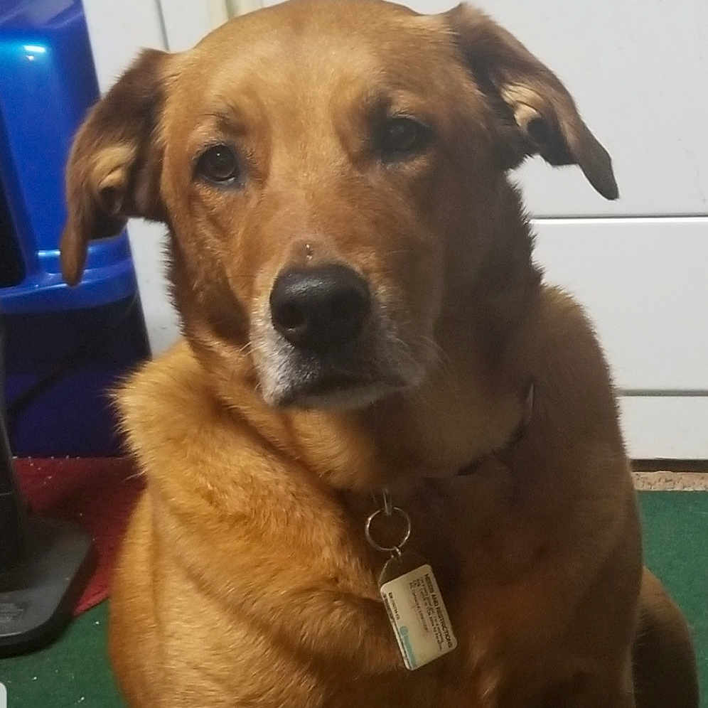 Penny Sue joined the competition — help win amazing prizes! brown, canidae, carnivore, collar, companion_dog, dog, dog_breed, dog_collar, fawn, fur, liver, mammal, pet_supply, retriever, snout, sporting_group, whiskers, working_animal, working_dog, yellow