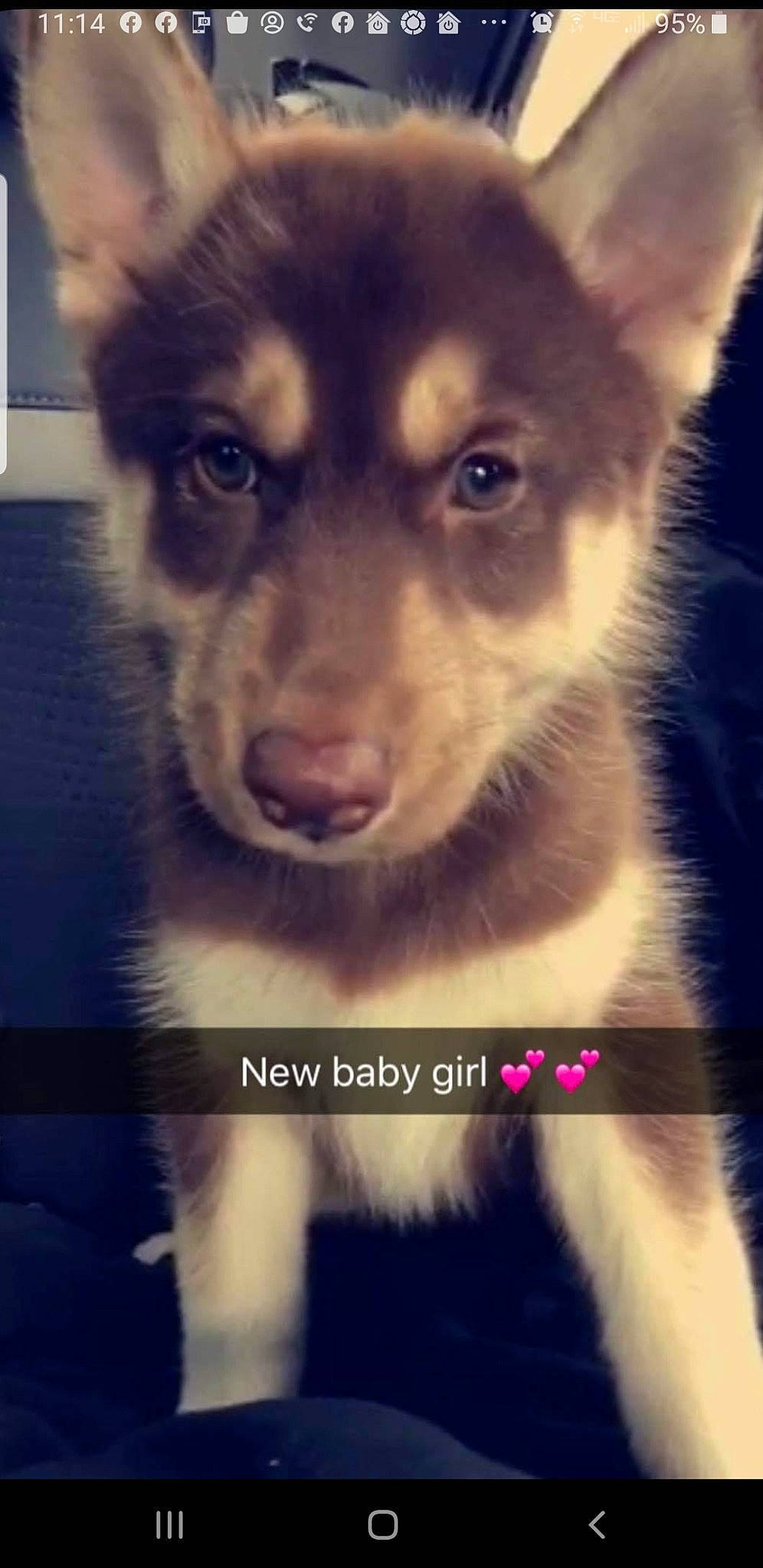 Daisy Mae is registered to the contest to win money with this photo: ancient_dog_breeds, canidae, carnivore, companion_dog, dog, dog_breed, facial_expression, fur, iris, jaw, neck, photo_caption, skin, snapshot, snout, terrestrial_animal, vertebrate, whiskers, working_animal, working_dog