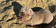 Lola is registered to the contest to win money with this photo: animal, beach, canine, curly_fur, digging, dog, excited, fur, happy, nature, outdoor, pet, pink_bow, playful, resting, sand, shadow, summer, sunlight, sunny