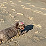dog, beach, sand, paw_prints, bow, curly_fur, leash, shadow, sunlight, playful, animal, pet, outdoor, relaxed, canine, brown, texture, nature, daytime, fun