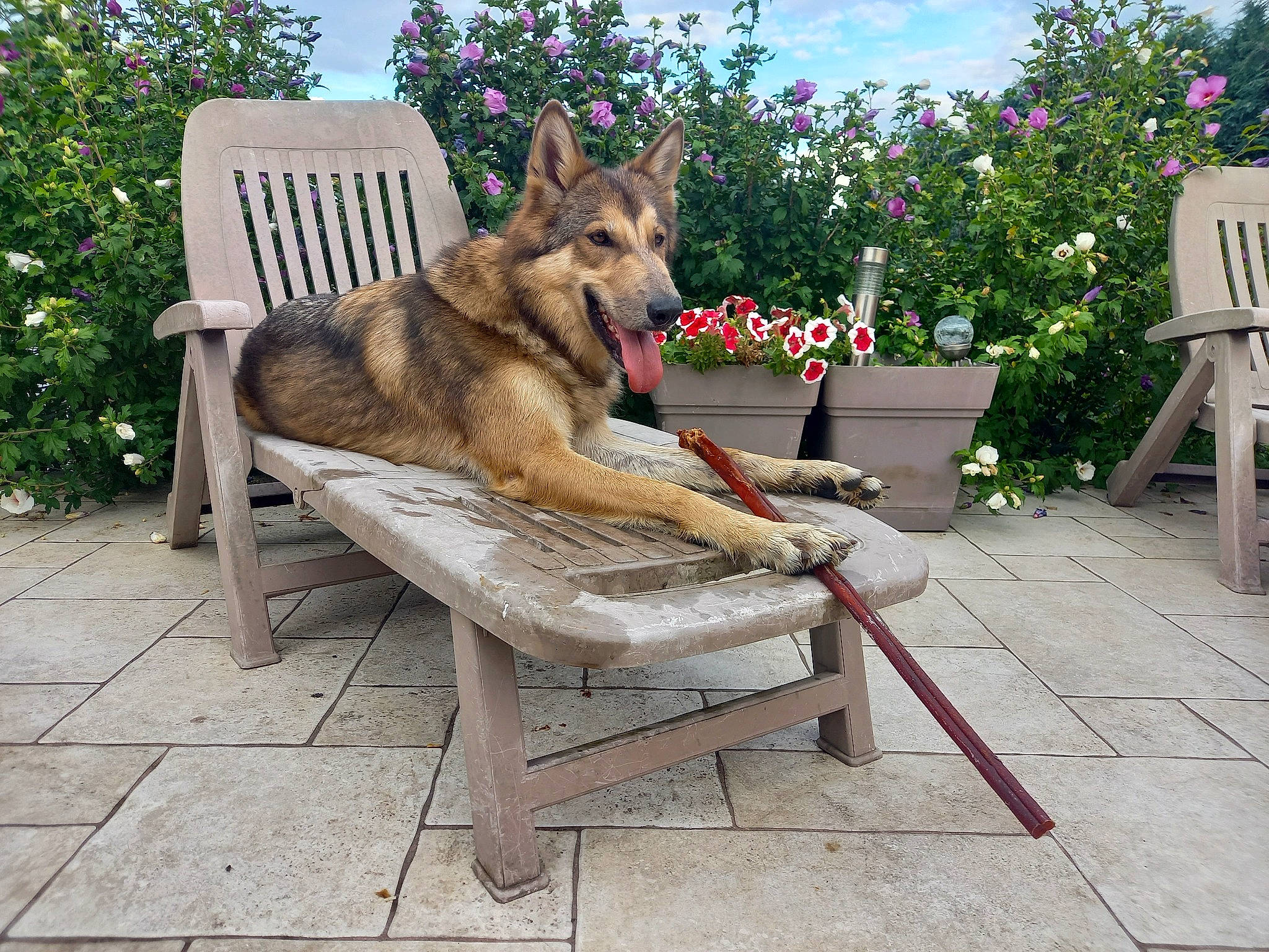 Valkyrie participe au concours pour gagner de l'argent avec cette photo : canis, carnivore, chair, companion_dog, dog, dog_breed, fawn, flooring, flower, furniture, german_shepherd_dog, outdoor_furniture, outdoor_table, plant, sky, snout, sporting_group, table, wood, working_animal