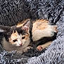 animal, calico, cat, closeup, cozy, cute, feline, fluffy_blanket, fur, indoors, kitten, paw, pet, relaxed, resting, sleepy, small, soft_texture, whiskers, young