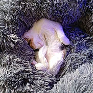 Anise a rejoint le concours — aidez-le/la à gagner de superbes lots ! animal, calico, comfort, cozy, cute, feline, fluffy_blanket, fur, indoor, kitten, nap, pet, purple_light, relaxation, resting, sleeping, small, soft_texture, warm, white_fur