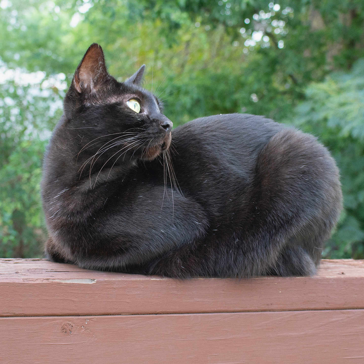 Stormy is registered to the contest to win money with this photo: black_cat, cat, animal, pet, outdoor, wooden_railing, greenery, nature, feline, whiskers, fur, side_view, alert, resting, close_up, daylight, mammal, domestic_animal, wildlife, leafy_background