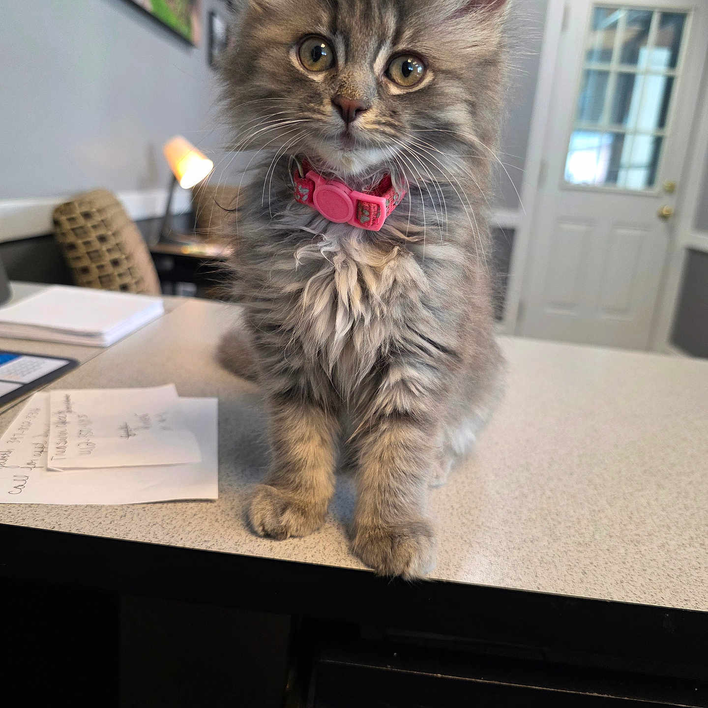Lilly