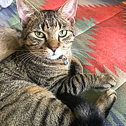 Talon is registered to the contest to win money with this photo: animal, blanket, cat, close_up, collar, cute, domestic_animal, feline, fur, green_eyes, indoor, lying_down, patterned, paw, pet, relaxed, striped_fur, tabby, tail, whiskers