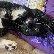 Quantum joined the competition — help win amazing prizes! bed, bedding, black_and_white, cat, closeup, cozy, cute, feline, fur, indoor, mammal, paw, pet, playful, purple, relaxed, tongue, upside_down, whiskers, yellow