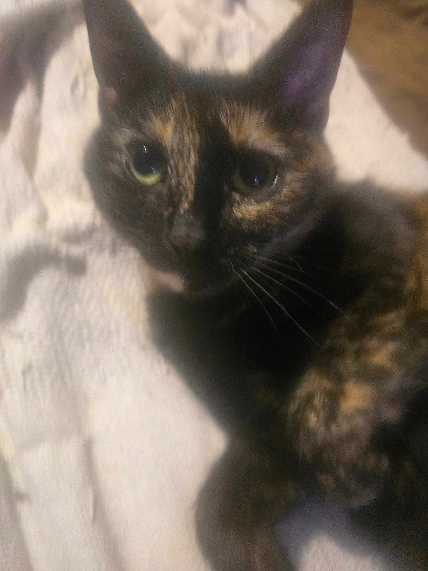 Leeko is registered to the contest to win money with this photo: cat, tortoiseshell, pet, animal, feline, close_up, lying_down, whiskers, ears, eyes, soft_focus, blurred, indoor, texture, fur, cute, domestic_animal, resting, face, portrait