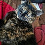Leeko is registered to the contest to win money with this photo: cat, tortoiseshell, sleeping, fur, pet, animal, blanket, cozy, resting, indoor, cute, feline, soft, closeup, relaxing, warm, comfort, domestic, whiskers, ears