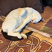 Snowball is registered to the contest to win money with this photo: cat, sleeping, white_cat, black_tail, black_ears, curled_up, cozy, blanket, pillow, indoor, pet, fur, animal, resting, cute, whiskers, paw, nap, domestic_cat, relaxation