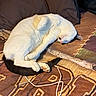 cat, sleeping, white_cat, black_tail, black_ears, curled_up, cozy, blanket, pillow, indoor, pet, fur, animal, resting, cute, whiskers, paw, nap, domestic_cat, relaxation