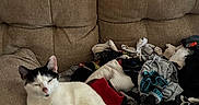 Snowball is registered to the contest to win money with this photo: cat, black_and_white, sleeping, couch, pile, socks, fabric, indoor, pet, feline, cozy, resting, fur, domestic_animal, home, textile, colorful, relaxed, animal, living_room