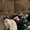 cat, black_and_white, sleeping, couch, pile, socks, fabric, indoor, pet, feline, cozy, resting, fur, domestic_animal, home, textile, colorful, relaxed, animal, living_room