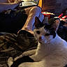 Snowball is registered to the contest to win money with this photo: cat, black_and_white_cat, person, laptop, indoor, cozy, blanket, furniture, wooden_drawer, relaxed, curious, technology, human_leg, casual_clothing, pet, domestic_animal, living_room, computer, seated, nighttime