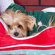 Butter is registered to the contest to win money with this photo: dog, small_dog, pet, sleeping, resting, cozy, sweater, green_sweater, red_pillow, holiday_theme, indoor, fur, cute, animal, companion, relaxed, closeup, face, ears, nostrils