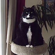 Mr.moose joined the competition — help win amazing prizes! cat, tuxedo_cat, indoor, pet, animal, black_and_white, perch, plant, curtain, window, feline, domestic_cat, whiskers, paws, sitting, houseplant, indoor_light, portrait, fur, relaxed