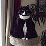 cat, tuxedo_cat, indoor, pet, animal, black_and_white, perch, plant, curtain, window, feline, domestic_cat, whiskers, paws, sitting, houseplant, indoor_light, portrait, fur, relaxed